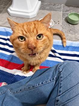 Tyson -  Domestic Short Hair Cat for Adoption in Charlotte, North Carolina - Tyson | PetCurious