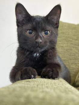 Joan -  Domestic Short Hair Cat for Adoption in Yorktown, Indiana - Joan | PetCurious
