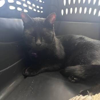 Domestic Short Hair Cats Available for Adoption - 03/15/2026-Stray-PreserveApartments | PetCurious