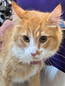 Domestic Long Hair Cats Available for Adoption - ZEKE | PetCurious