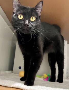 OLIVIA -  Domestic Medium Hair Cat for Adoption in San Francisco, California - OLIVIA | PetCurious