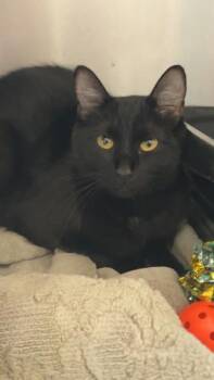 Indigo -  Domestic Medium Hair and Domestic Short Hair Cat for Adoption in Longmont, Colorado - Indigo | PetCurious