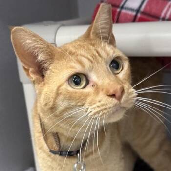 Domestic Short Hair Cats Available for Adoption - Grace | PetCurious