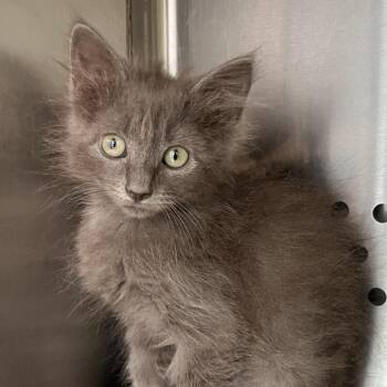 Cajun -  Domestic Long Hair and Domestic Short Hair Cat for Adoption in Washburn, Missouri - Cajun | PetCurious