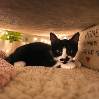 Rudy Ru -  Domestic Short Hair Cat for Adoption in Sarasota, Florida - Rudy Ru | PetCurious