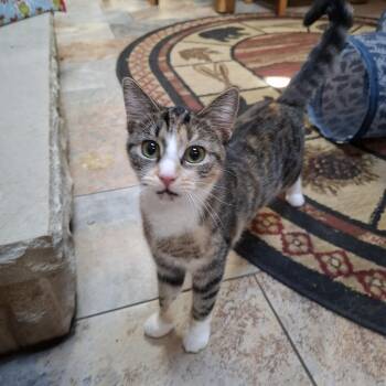 Butternut -  Tabby and Calico Cat for Adoption in Manhattan, Kansas - Butternut | PetCurious