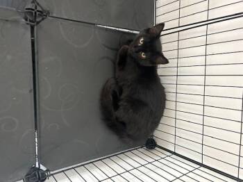 Rescue Domestic Short Hair Cats for Adoption in Klamath Falls, Oregon - Michelle | PetCurious