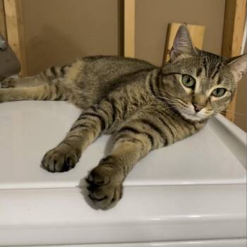 Domestic Short Hair Cats Available for Adoption in Roanoke, Virginia - Gracie | PetCurious