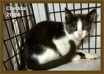 CHEDDAR (see also BRIE and siblings) -  Domestic Short Hair Cat for Adoption in Marietta, Georgia - CHEDDAR (see Also BRIE And Siblings) | PetCurious