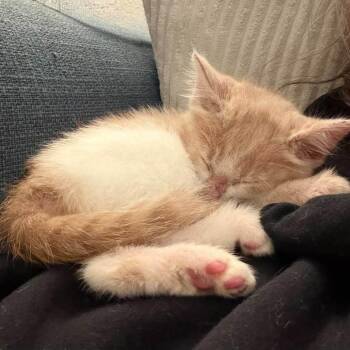 Nala -  Domestic Medium Hair Cat for Adoption in Ferndale, Washington - Nala | PetCurious