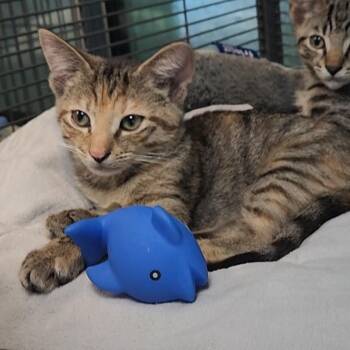 Allie Cat -  Domestic Short Hair Cat for Adoption in Charleston, South Carolina - Allie Cat | PetCurious