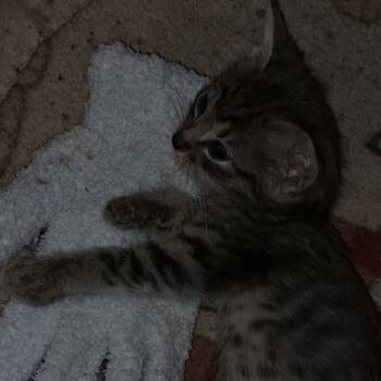 Rescue Domestic Short Hair Cats for Adoption in Green Forest, Arkansas - Lucas | PetCurious