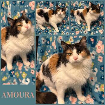 Domestic Medium Hair Cats Available for Adoption in Naperville, Illinois - Amoura | PetCurious