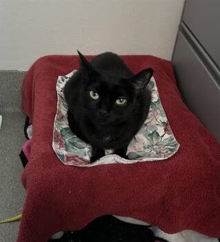 MIRLANA -  Domestic Short Hair Cat for Adoption in Las Vegas, Nevada - MIRLANA | PetCurious