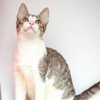 Saucier -  Domestic Short Hair Cat for Adoption in Hattiesburg, Mississippi - Saucier | PetCurious