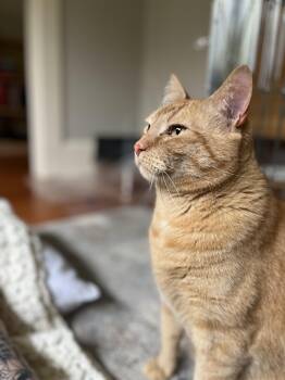 Courtesy Post - Killian & Dusty Bottoms -  Domestic Short Hair Cat Available for Adoption in Portland, Oregon - Courtesy Post - Killian & Dusty Bottoms | PetCurious