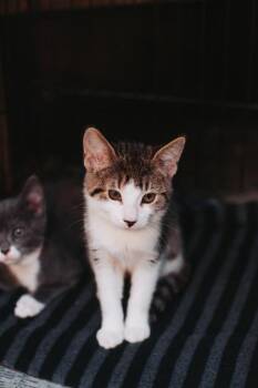 92728a Reba McEntire -  Domestic Short Hair Cat for Adoption in North Charleston, South Carolina - 92728a Reba McEntire | PetCurious