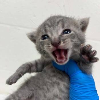 Rook -  Domestic Short Hair Cat for Adoption in Lyndhurst, Virginia - Rook | PetCurious