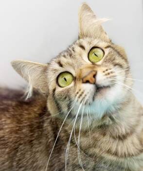 Maine Coon and Bengal Cats Available for Adoption in Bedford Hills, New York - Chi Chi Is A CUDDLER - Wow Therapy Sweet And Gorgeous - VIDEO | PetCurious
