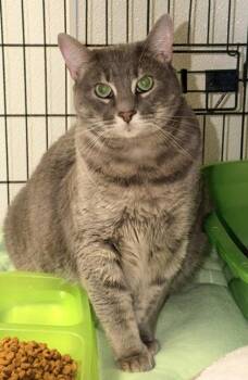 Domestic Short Hair Cats Available for Adoption in Bowling Green, Kentucky - Potato Wedge | PetCurious