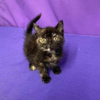 Domestic Short Hair Cats Available for Adoption in North Myrtle Beach, South Carolina - Locket | PetCurious