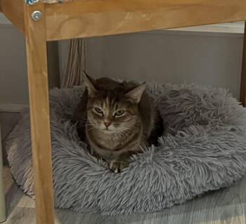 Rescue Domestic Short Hair Cats for Adoption in Saint-jacques, Quebec - Mini | PetCurious