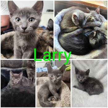 Rescue Domestic Short Hair Cats for Adoption in Newberg, Oregon - Larry | PetCurious