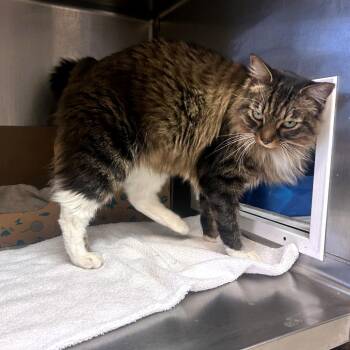 Domestic Long Hair Cats Available for Adoption in Goleta, California - Buckley | PetCurious