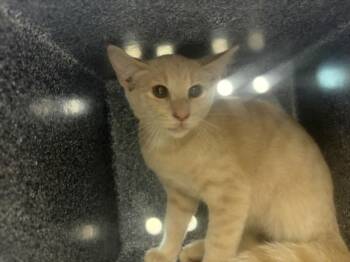 FARQUAD -  Domestic Short Hair Cat for Adoption in Loveland, Colorado - FARQUAD | PetCurious