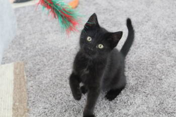 Rescue Domestic Short Hair Cats for Adoption - Ping | PetCurious