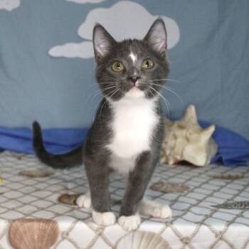 Rescue Domestic Medium Hair Cats for Adoption in Mustang, Oklahoma - Cheese | PetCurious