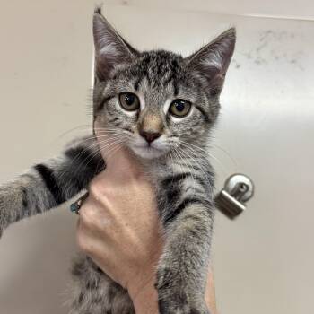Orange Kiss -  Tabby and Domestic Short Hair Cat for Adoption in Columbia, South Carolina - Orange Kiss | PetCurious