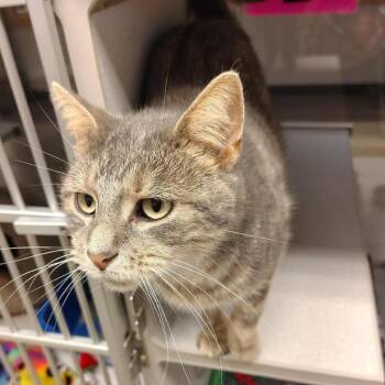 Cosmic -  Domestic Short Hair Cat for Adoption in Cedar Rapids, Iowa - Cosmic | PetCurious