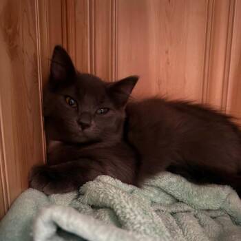 Sinclair Hoffman -  Domestic Medium Hair Cat for Adoption in Eagle Mountain, Utah - Sinclair Hoffman | PetCurious