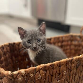 Nico -  Domestic Short Hair Cat for Adoption in Mastic, New York - Nico | PetCurious