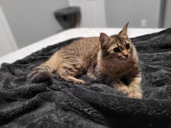 Rescue Domestic Long Hair Cats for Adoption in Shakespeare, Ontario - Emily | PetCurious