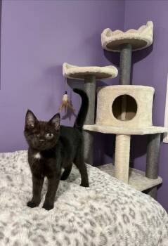 Firefly26 -  Domestic Short Hair Cat for Adoption in Youngsville, North Carolina - Firefly26 | PetCurious