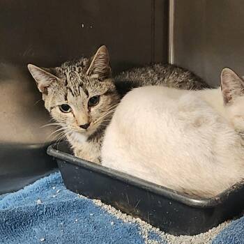 Crackle -  Domestic Short Hair Cat for Adoption in Evensville, Tennessee - Crackle | PetCurious