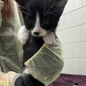 Queen Elsa of Arendelle -  Domestic Short Hair Cat for Adoption in Murray, Utah - Queen Elsa Of Arendelle | PetCurious