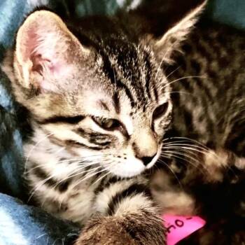 Trappey -  Domestic Short Hair Cat for Adoption in Lakeland, Florida - Trappey | PetCurious