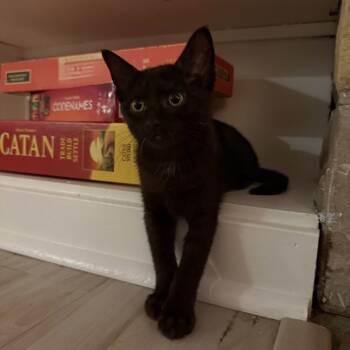 Rescue Domestic Short Hair Cats for Adoption in Aspinwall, Pennsylvania - Black Sabbath | PetCurious