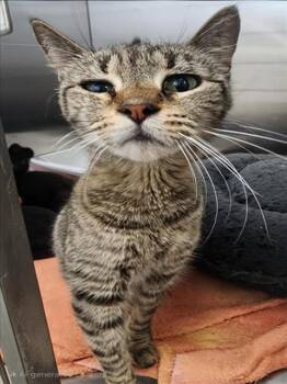 Rescue Domestic Short Hair Cats for Adoption in Tracy, California - CHERRY | PetCurious