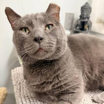 Little Grey -  Domestic Short Hair Cat for Adoption in St. Louis, Missouri - Little Grey | PetCurious