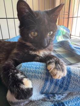 Sammie -  Domestic Short Hair Cat for Adoption in Highland, New York - Sammie | PetCurious