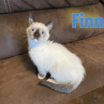 Finn -  Domestic Short Hair Cat for Adoption in Larkfield-wikiup, California - Finn | PetCurious