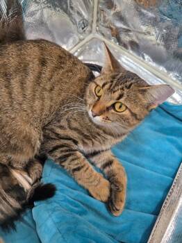 Mowee -  Domestic Short Hair Cat for Adoption in Taycheedah, Wisconsin - Mowee | PetCurious