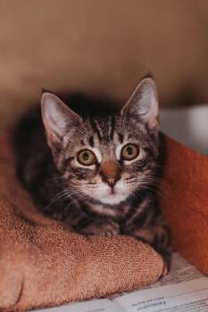 93012a Bubs- Petco West Ashley -  Domestic Short Hair Cat for Adoption in North Charleston, South Carolina - 93012a Bubs- Petco West Ashley | PetCurious