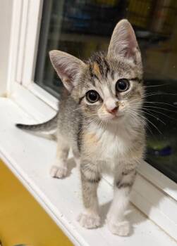 Camden -  Tabby Cat for Adoption in San Antonio, Texas - Camden | PetCurious