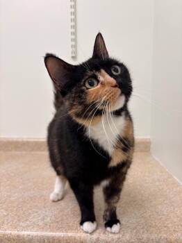 Domestic Short Hair Cats Available for Adoption in Fall River, Massachusetts - Cordelia | PetCurious