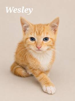 Wesley -  Tabby Cat for Adoption in Monroeville, Pennsylvania - Wesley | PetCurious